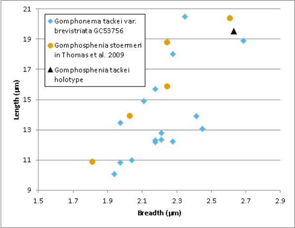 Gomphosphenia Measurements