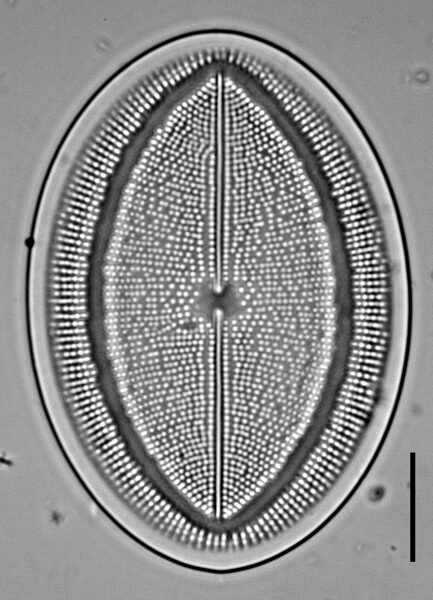 c-grovei-1