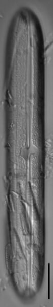 Neidium bisulcatum Initial Valve from Allenspark, CO