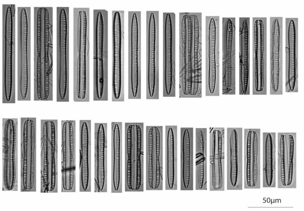 Nitzschia Serpentiraphe Autoecology