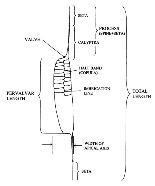 Rott Et Al 2006 Urosolenia 7