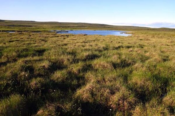 Sample 685701  Wet Hummocks Near  Baillie  River