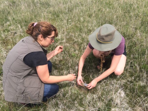 Sampling  Excelsior  Fen