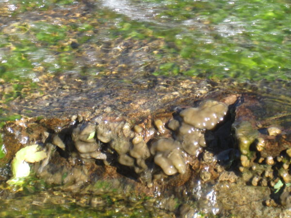 South  Boulder  Creek 2010