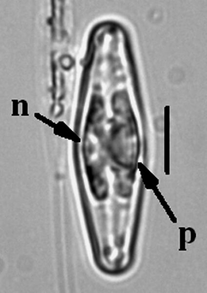 Staurophorabrantii8