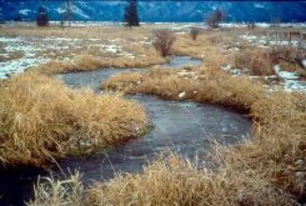 Stinger Creek  Lake County  Mt  Dfwp