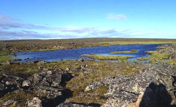 Wetland Off The  Back 1