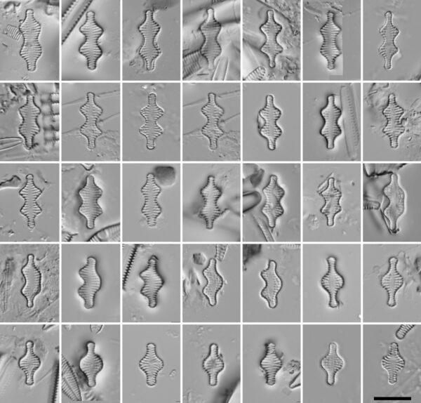 Testprobustaplate