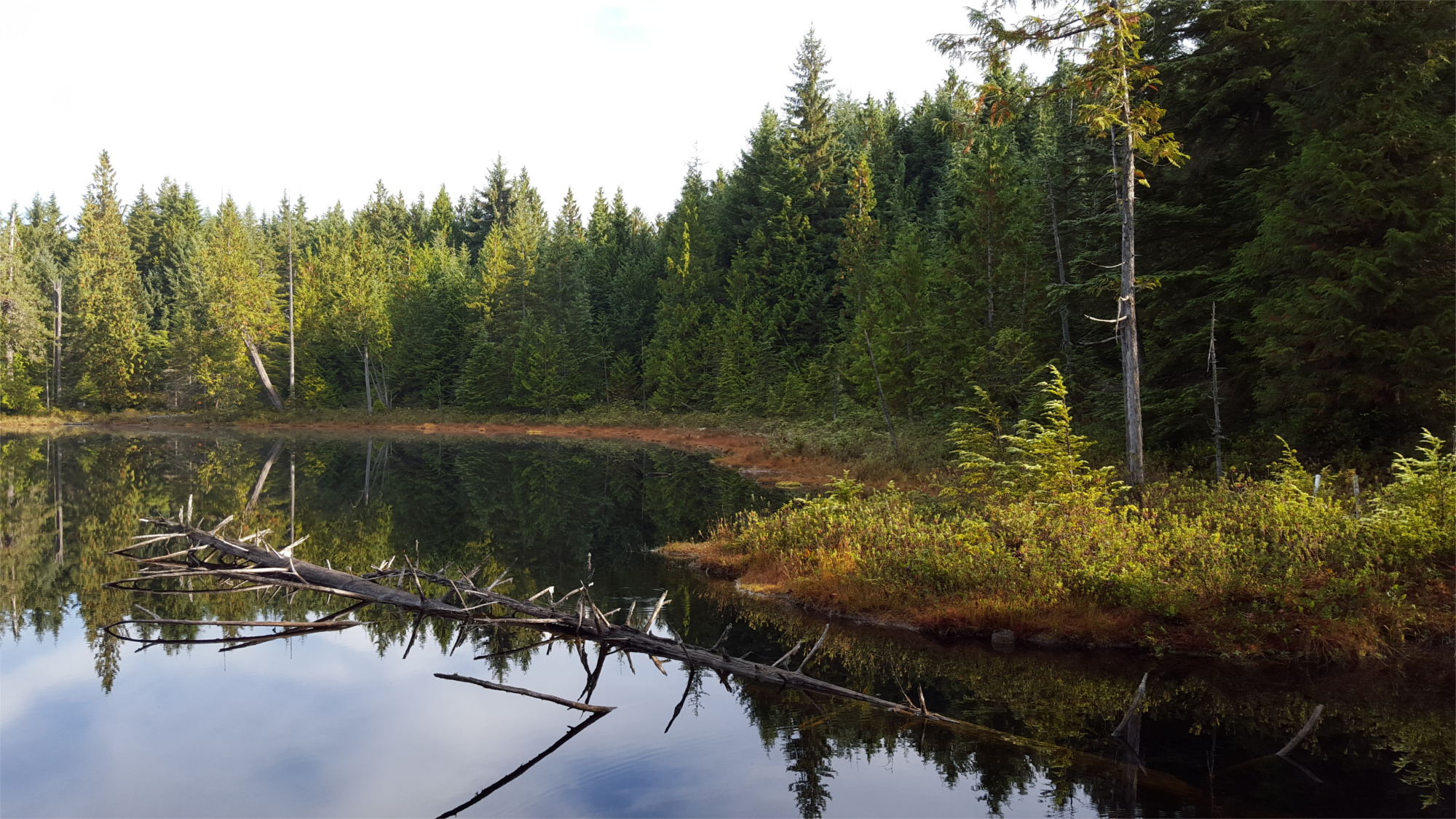 Kings Lake Bog Shoreline