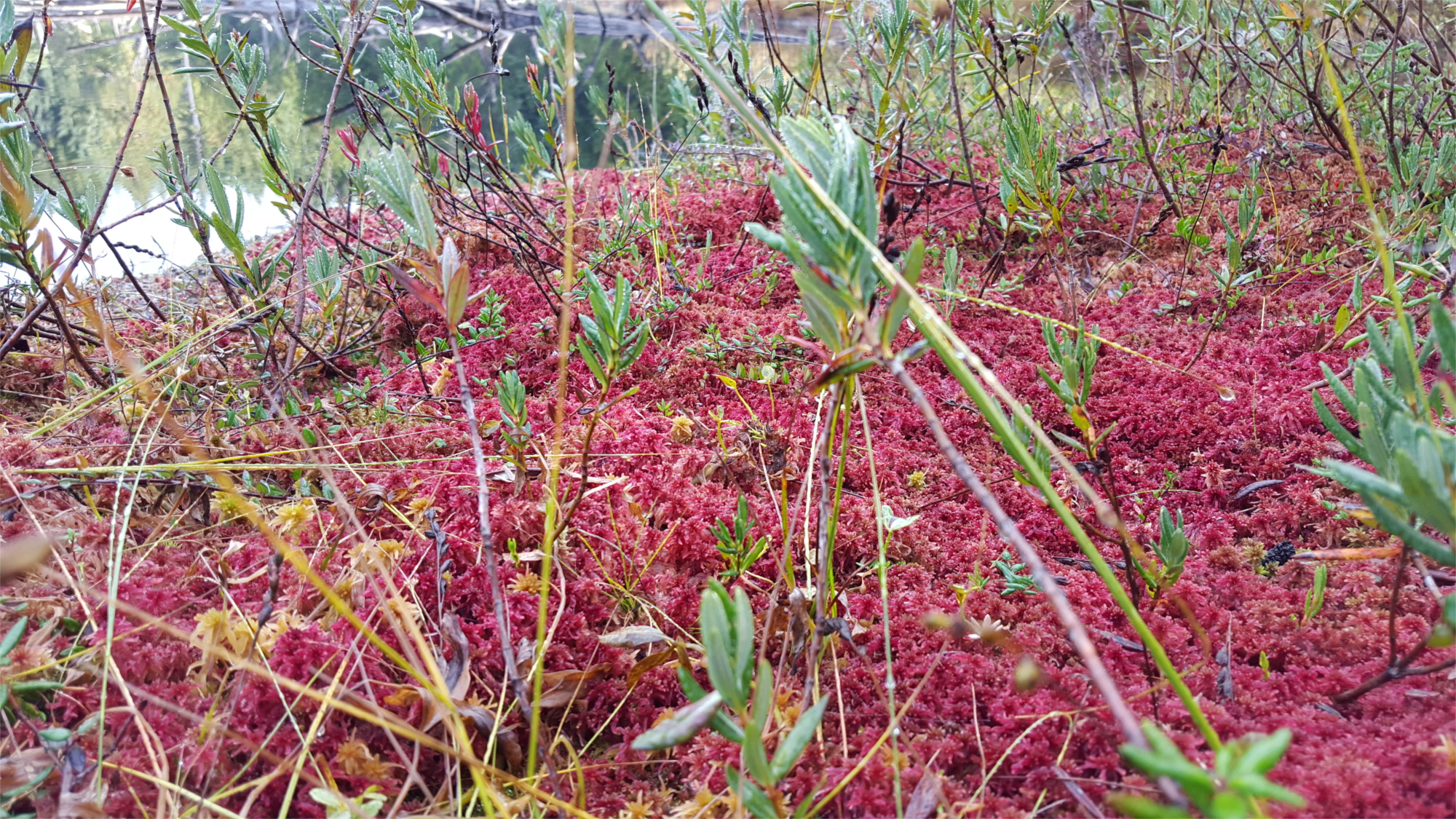 Kings Lake Bog Sphagnum