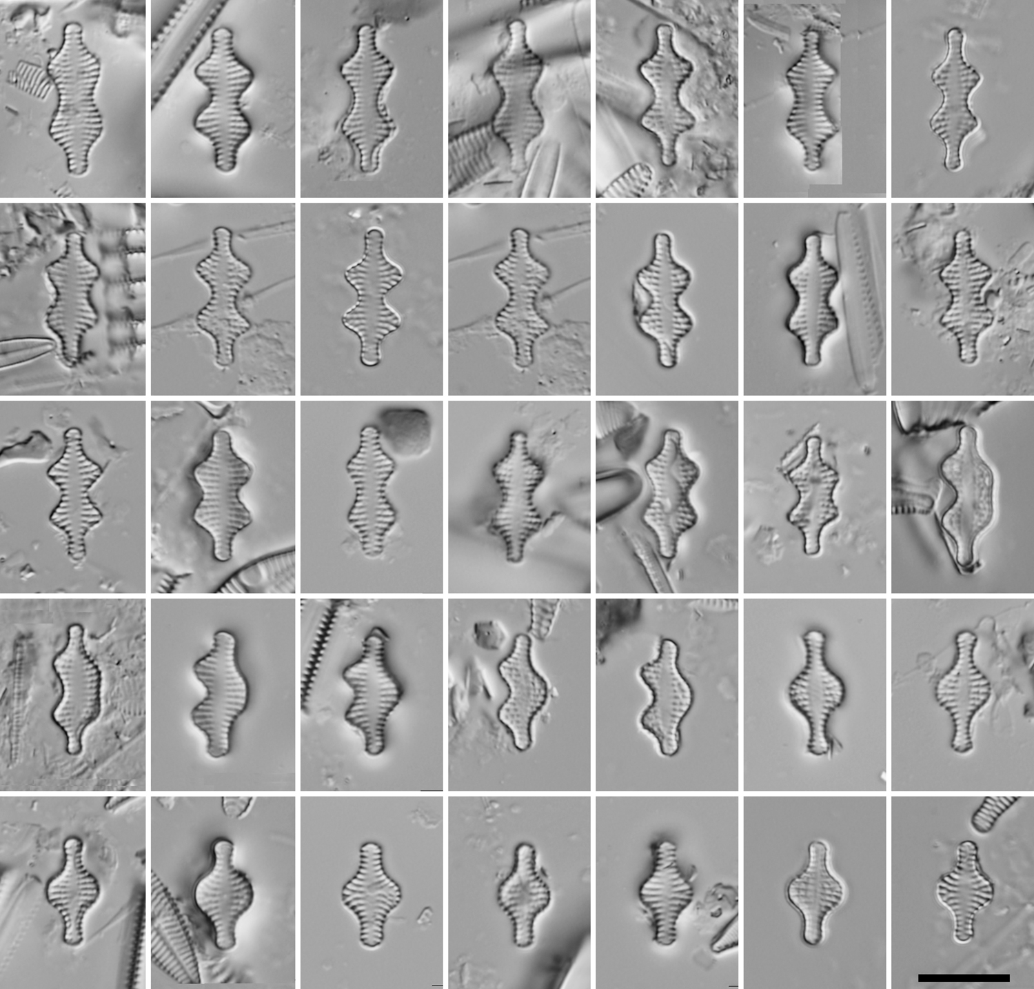 Testprobustaplate