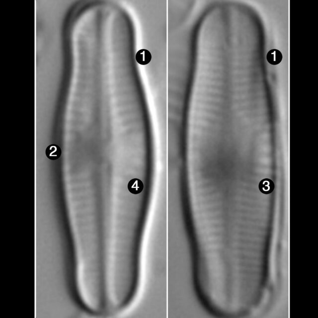 A Reimerii Guide