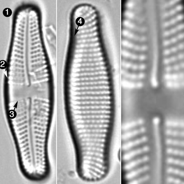 Achnanthes Mauiensis Guide