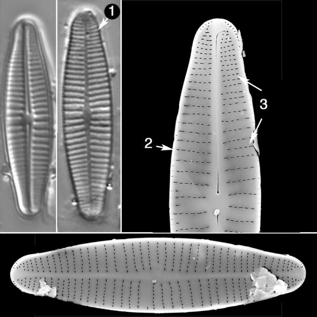 Achnanthidium Druarti Guide