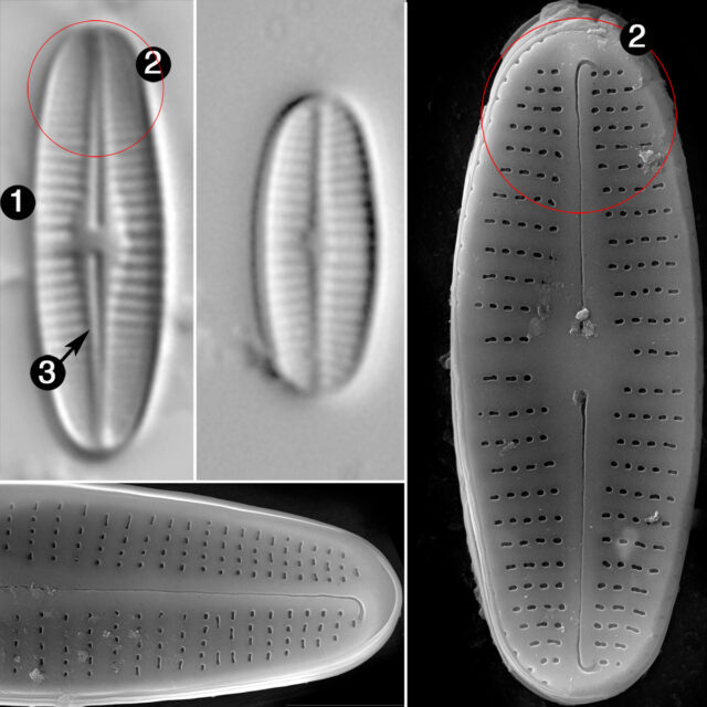 Achnanthidium Rivulare Guide