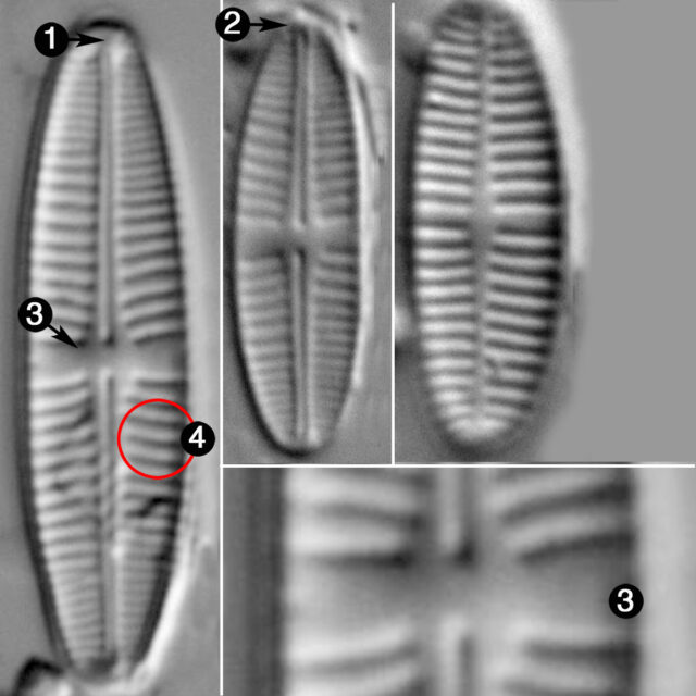 Achnanthidum Delmontii Guide