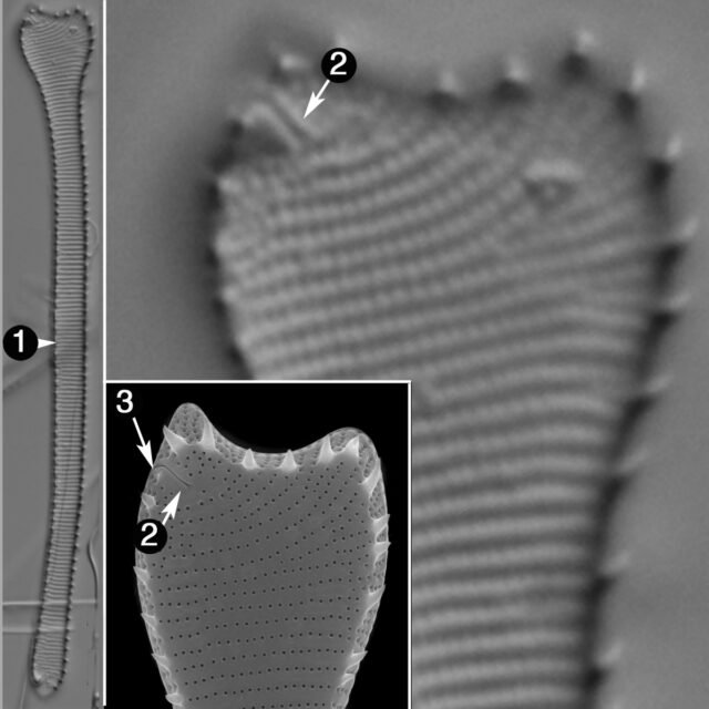 Actinella Punctata Guide