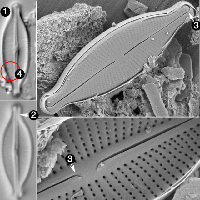 Adlafia Multnomahii Guide