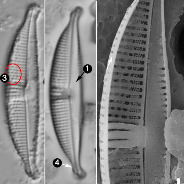 Amphora Bicapitata Guide