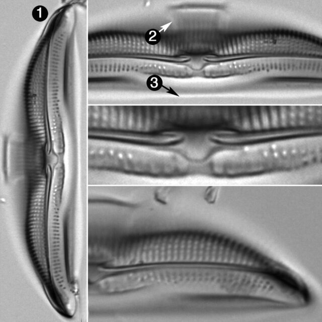 Amphora Calumetica Guide