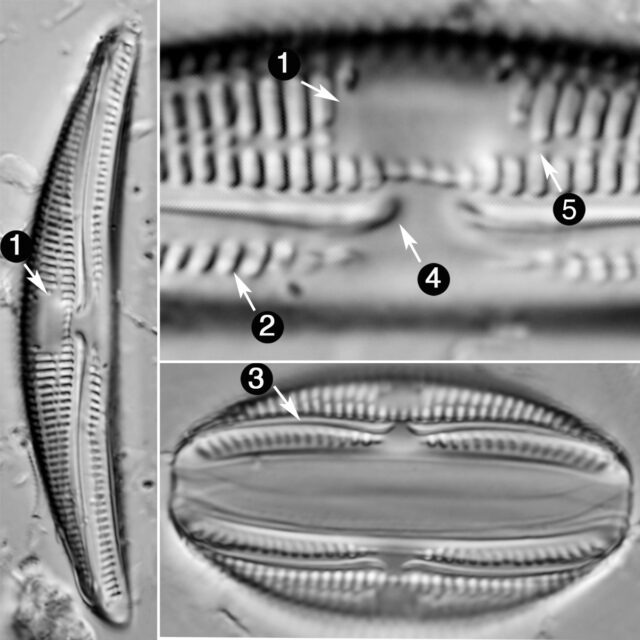 Amphora Copulata Guide