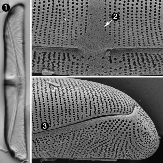 Amphora delphinea minor guide