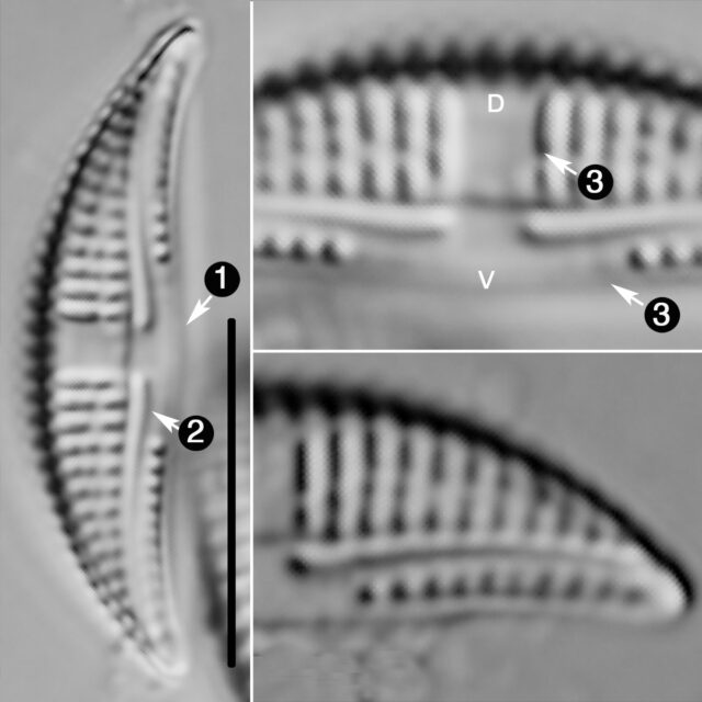 Amphora Minutissima Guide