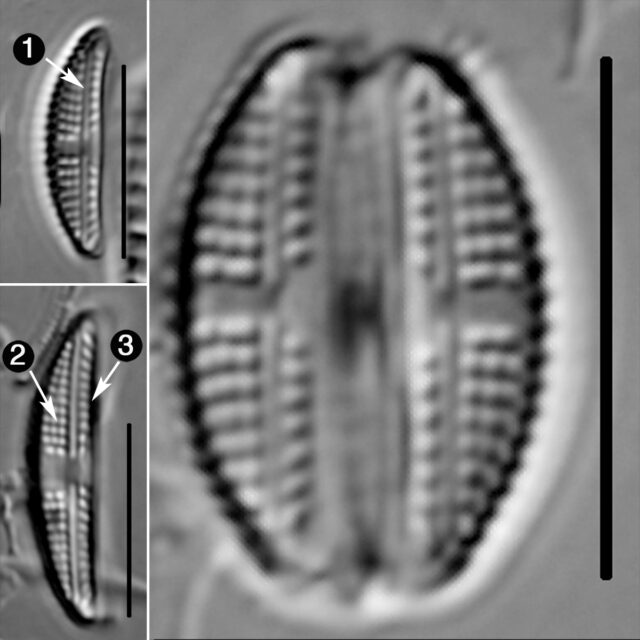 Amphora Pediculus Guide