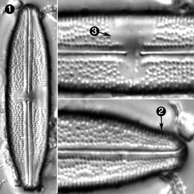 Anomoeneis Fogedii Guide