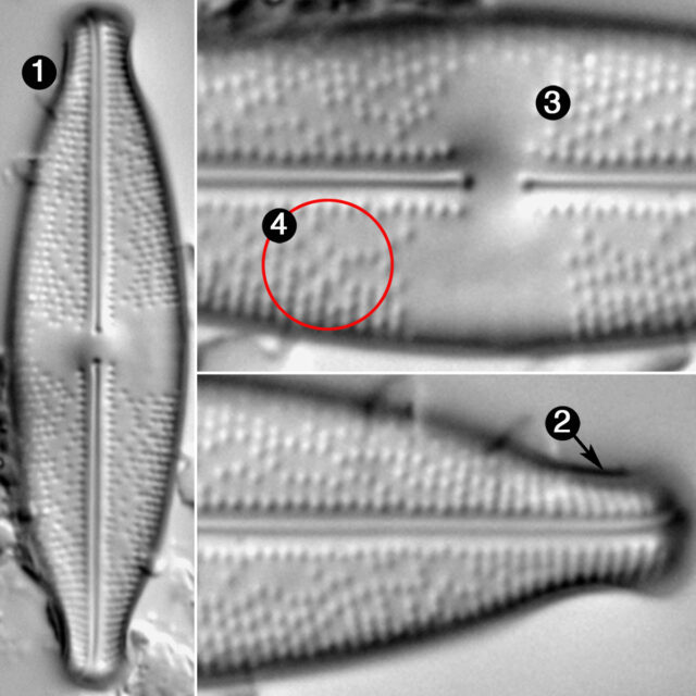 Anomoeoneis Monoensis Guide