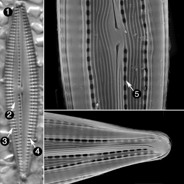 Biremis Circumtexta Guide