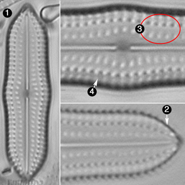 Biremis Undulata Guide