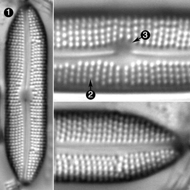 Boreozonacola Olypmica Guide