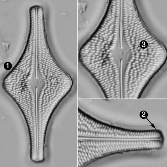 Brachysira Follis Guide