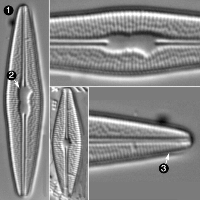 Brachysira Styriac Guide