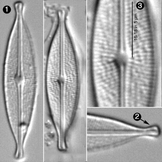 Brachysira Vitrea Guide