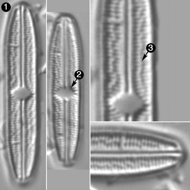 Brachysira Zellensis Guide