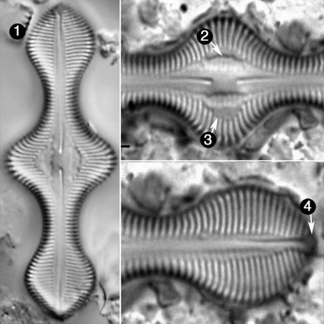 Caloneis Lewisii Guide