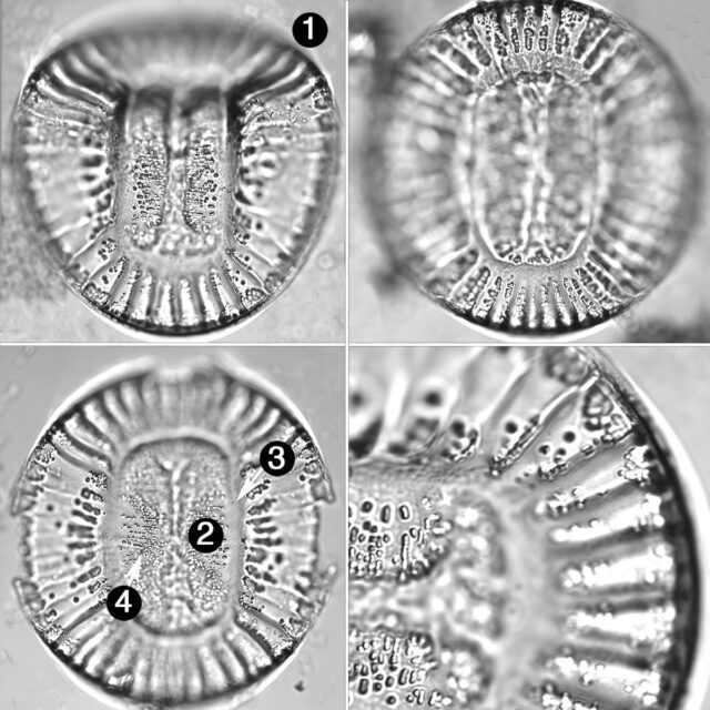 Campylodiscus clypeus guide