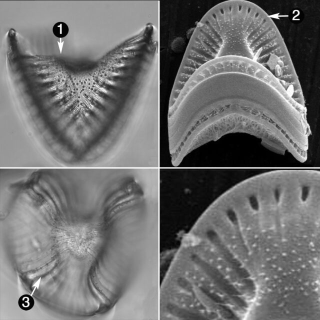 Campylodiscus Hibernicus Guide