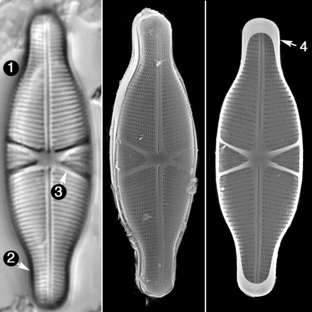 Capartogramma Crucicula Guide