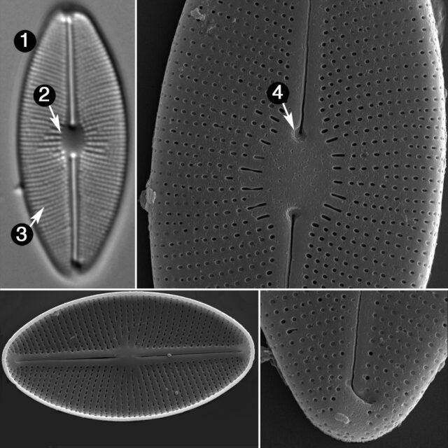 Cavinula Cocconeiformis Guide