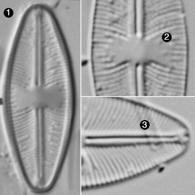 Cavinula Lapidosa2 Guide