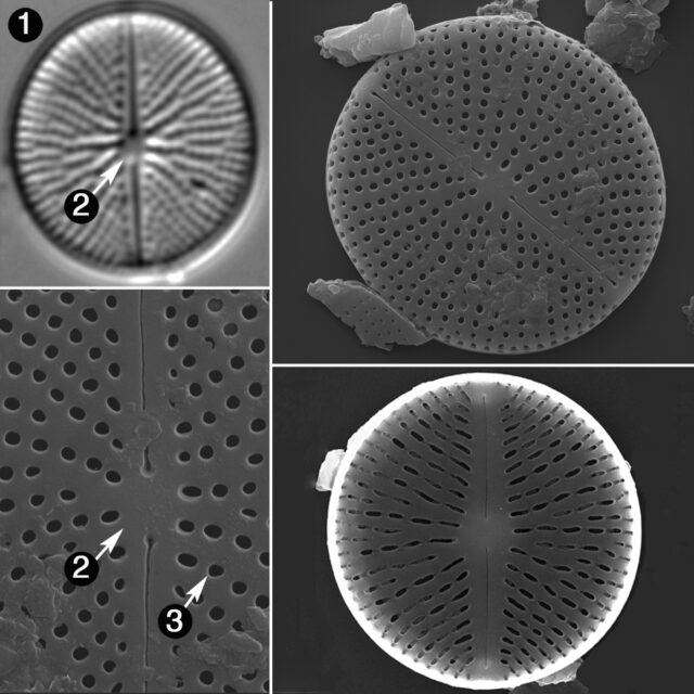 Cavinula Pseudoscutiformis Guide