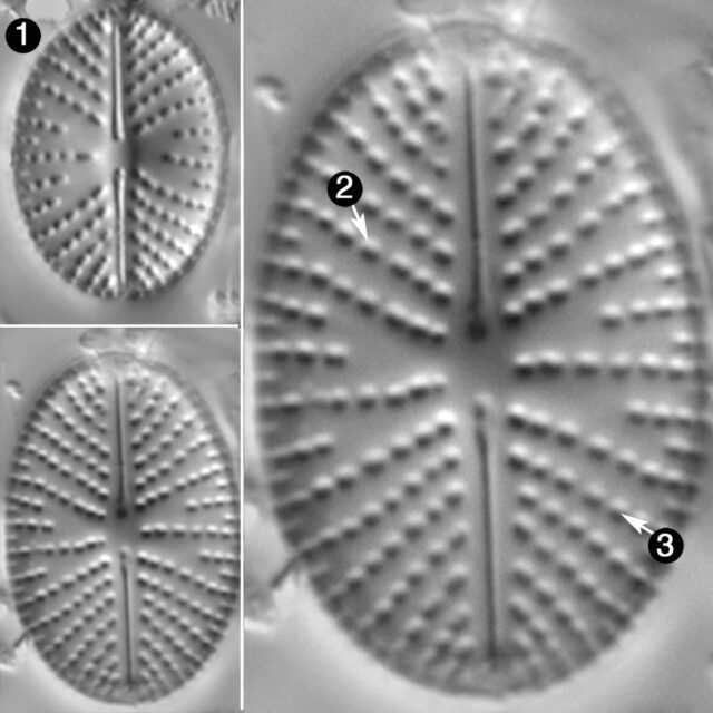 Cavinula Scutelloides Guide