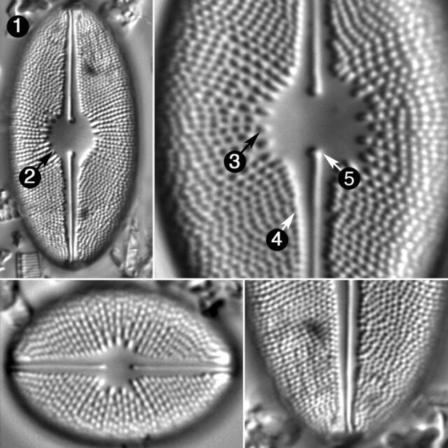 Cavinula Scutiformis Guide