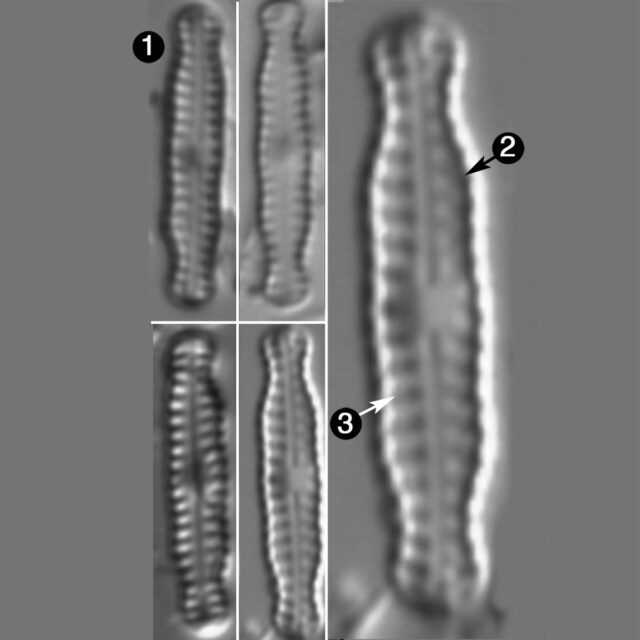 Chamaepinnularia Soehrensis Guide