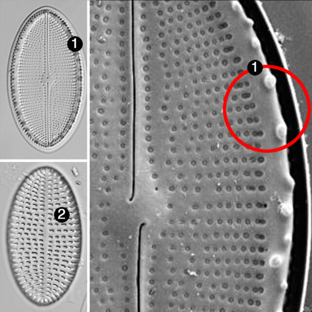 Cocconeis Cascadensis Guide