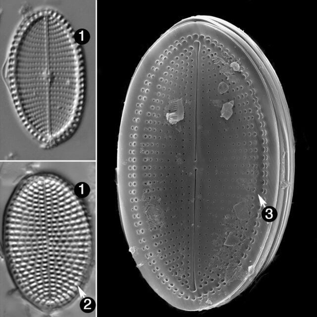 Cocconeis Fluviatilis Guide