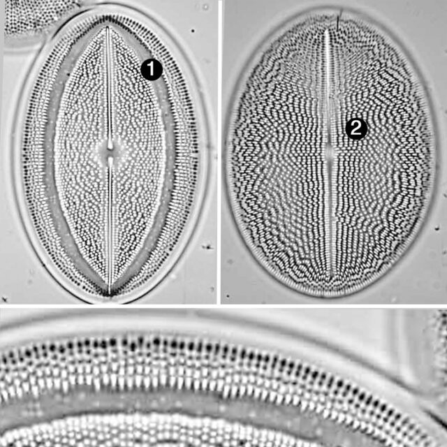 Cocconeis Grovei Guide2